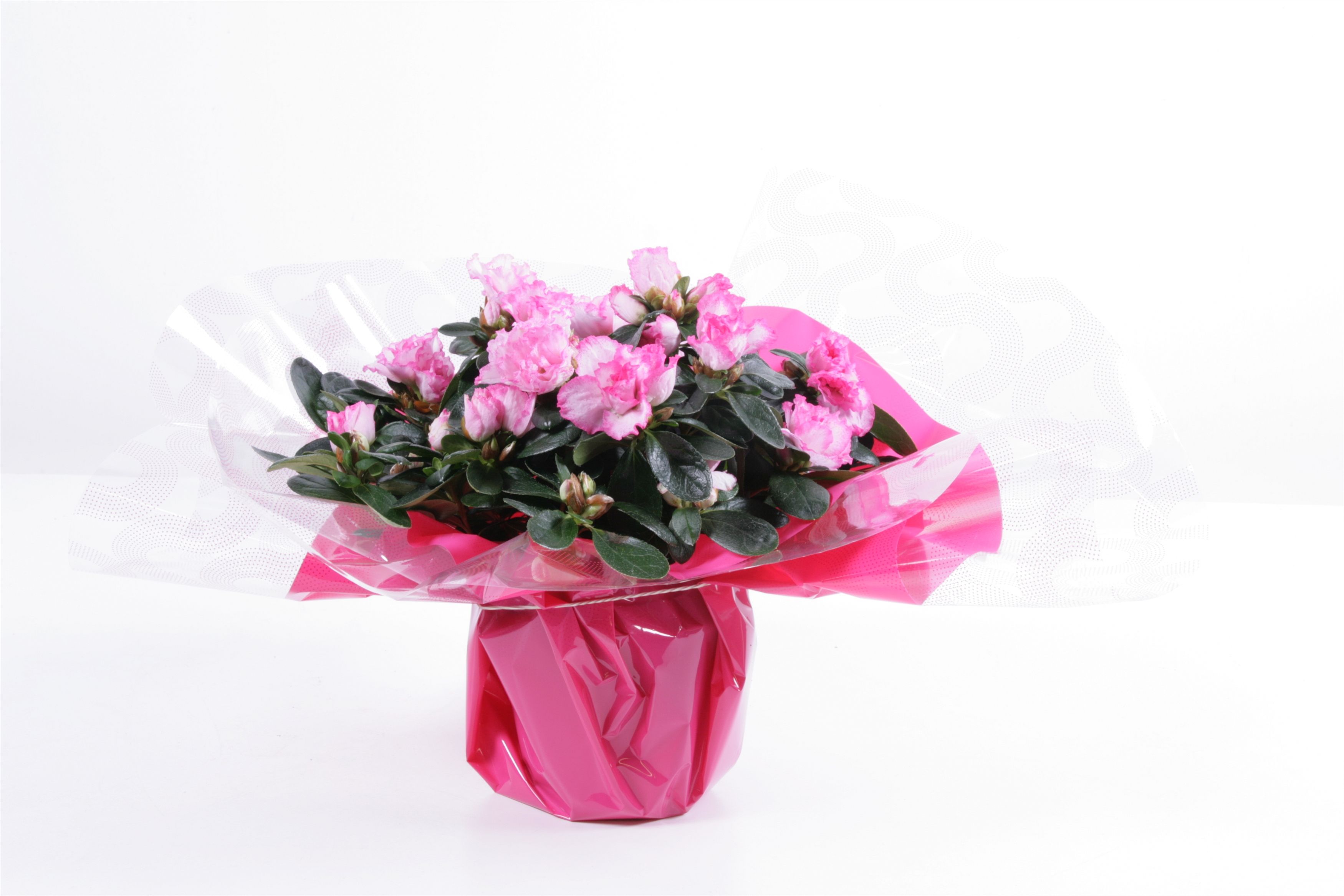 107 : Azalea mix kleuren p12 in rondella roze Flashy Vibes Valentijn / Moederdag, D 12