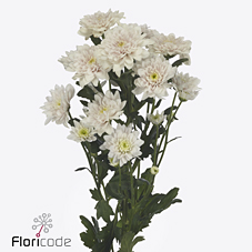 Хризантема куст. Пастела Пинк 70 (светло-роз.), шт.