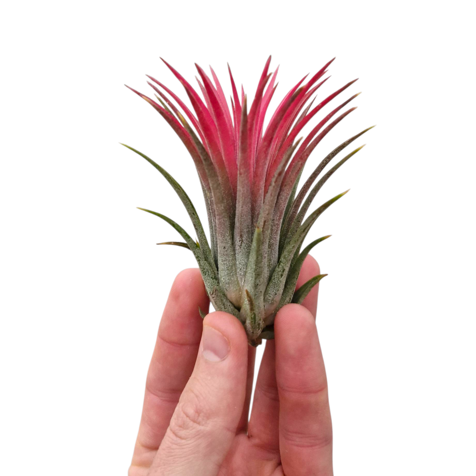 Tillandsia ionantha rood large, D 6