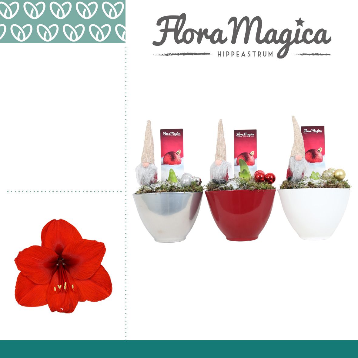 Amaryllis Rood 2 Knop Faja KERST, D 12 cm