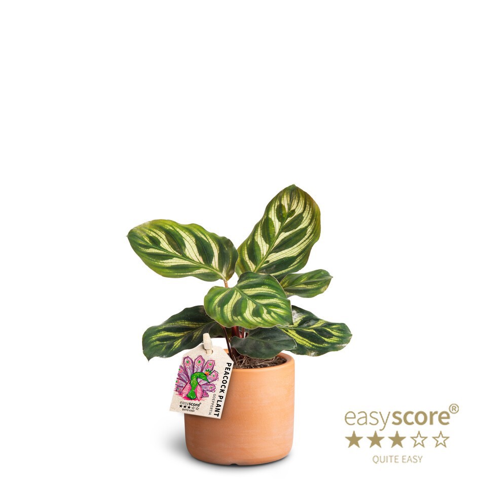 CALATHEA MAKOYANA 40610559 Raw Te, D 7