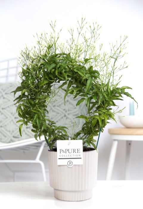 Jasminum Poly. ( 200+ knop) in P&PURE Ivy ceramics shiny white, D 12