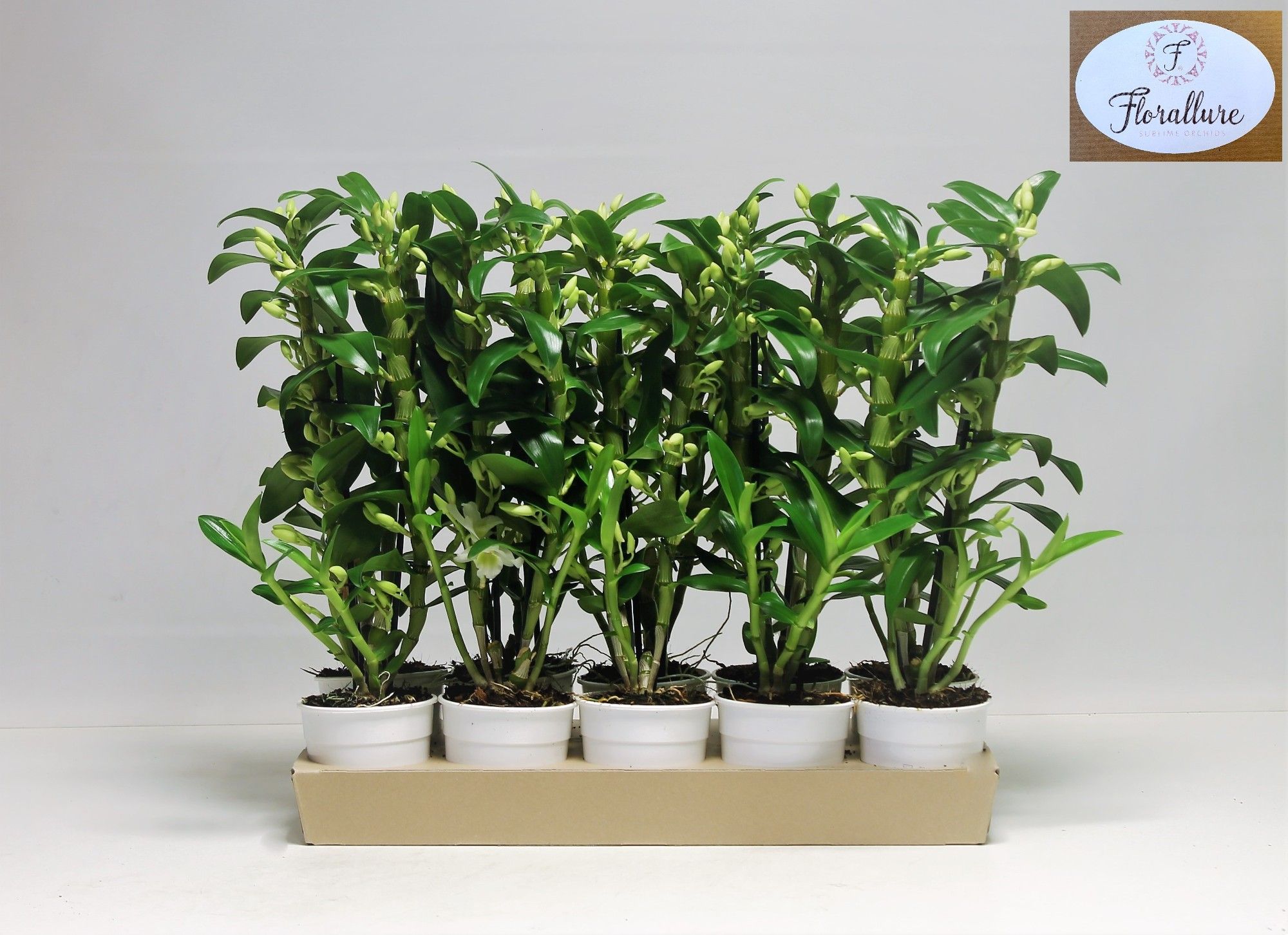 Dendrobium Nobile Apollon 2 stam 18+ tros Ecotray FLORALLURE, D 12