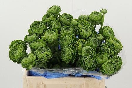 Ранункулус Пон Пон Флора 40, шт.