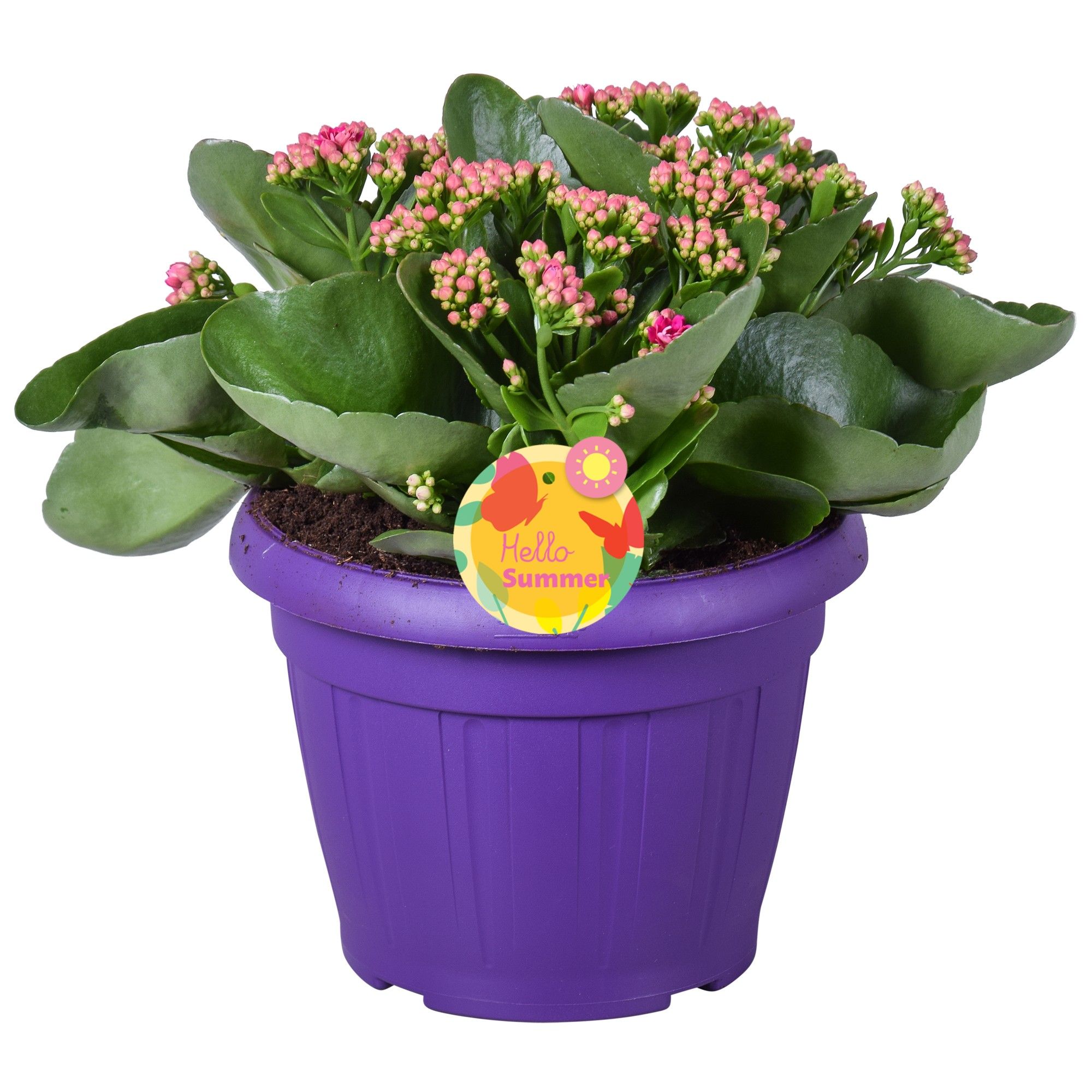 Hello Summer Kalanchoe Blossfeldiana in Patiopot Paars, D 22