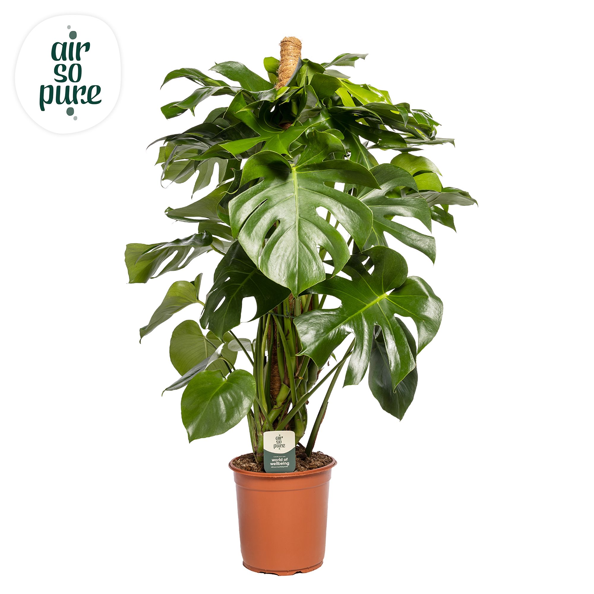 Monstera Deliciosa MOSSTOK p24 (Air so Pure), D 24