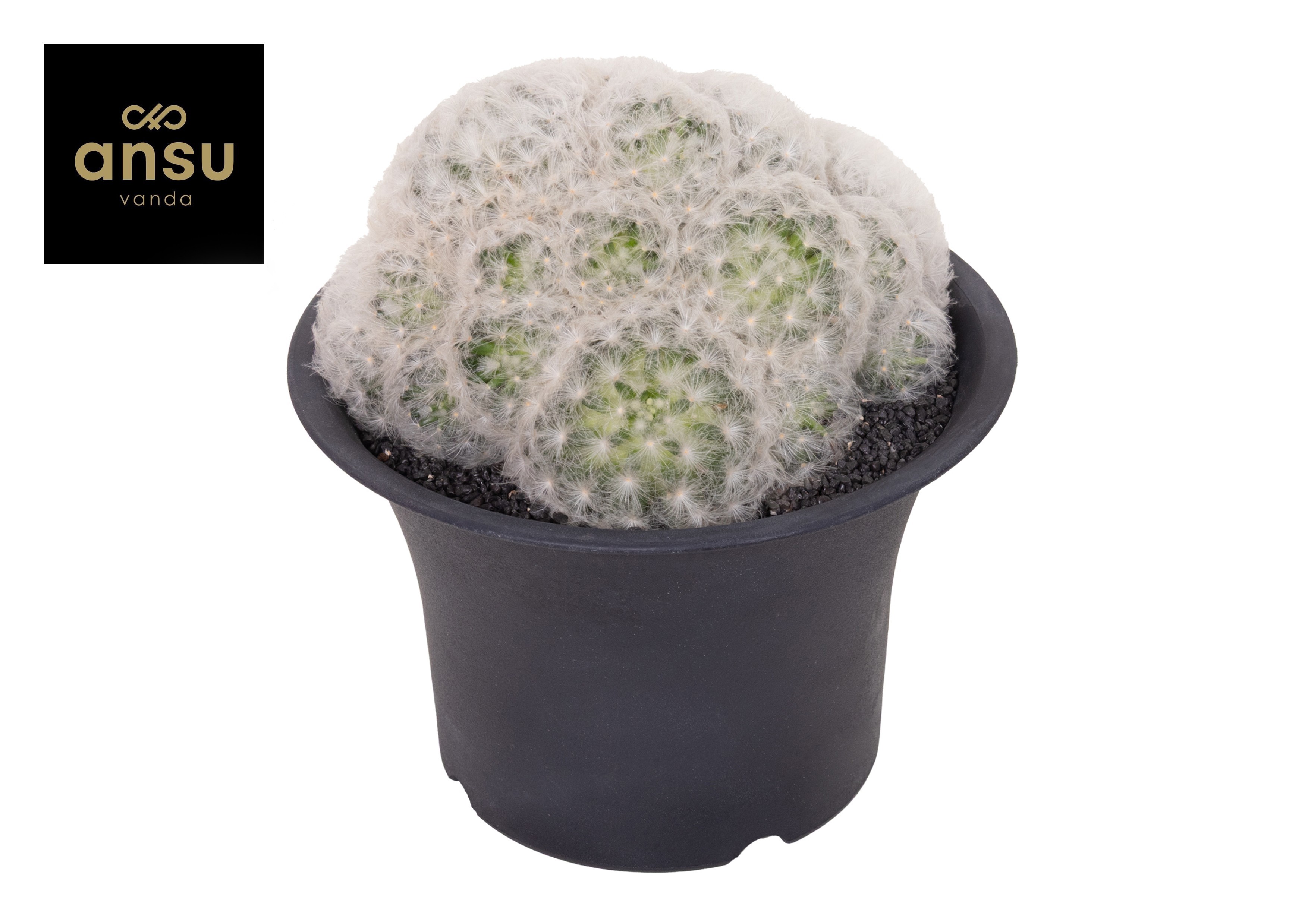 Mammilaria Plumosa XXXL, D 17