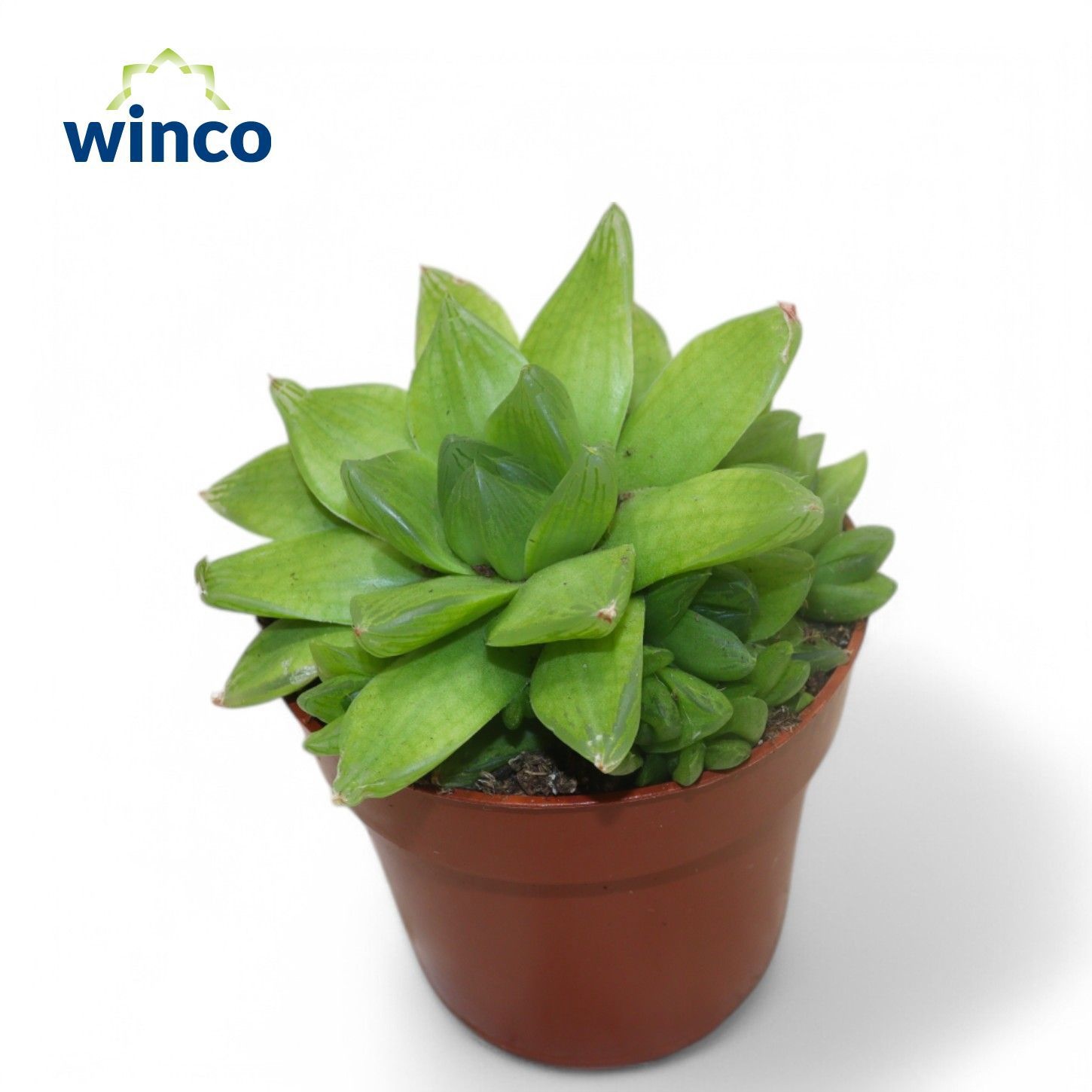 Haworthia Cymbiformis, D 8,5