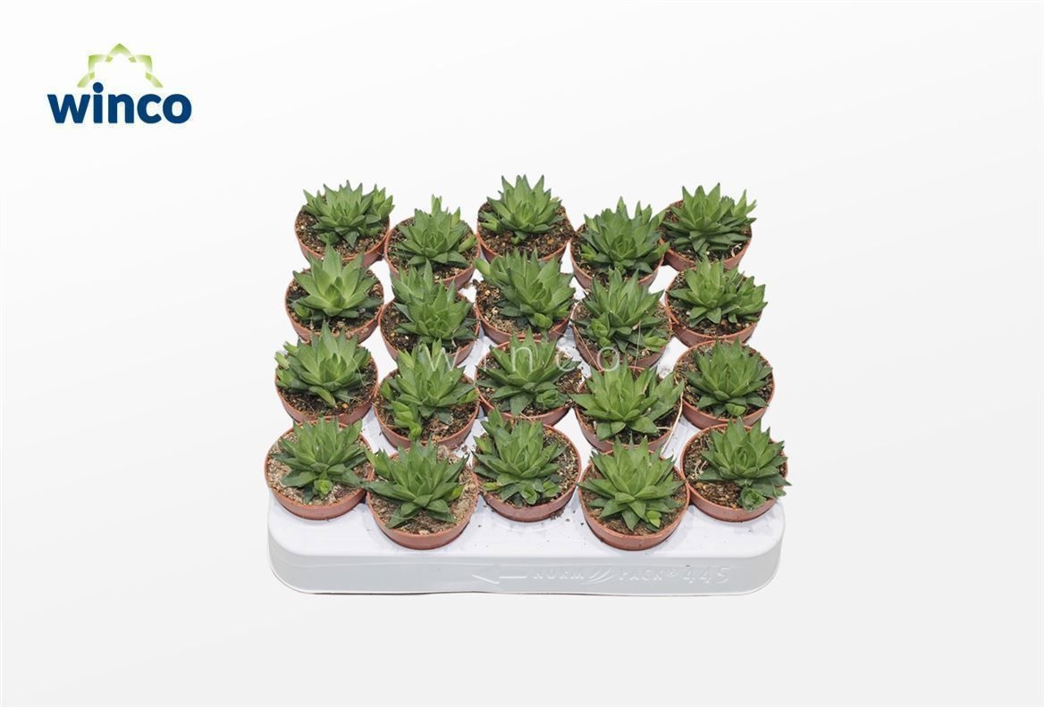 Haworthia Batesiana, D 5,5