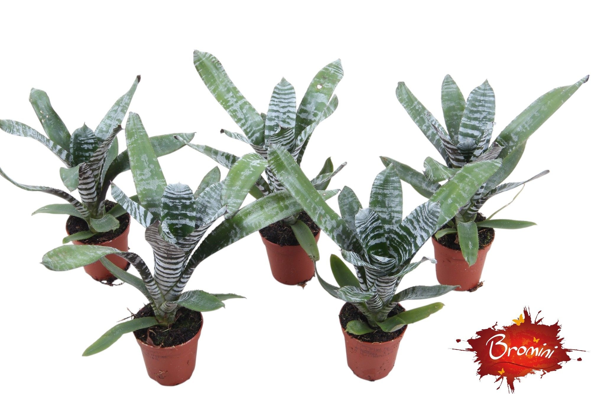 Rebeca Forrest, D 5,5