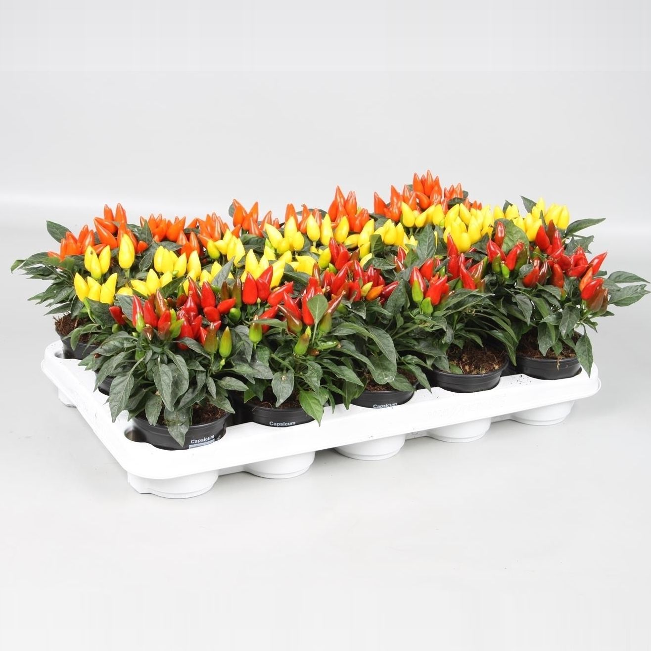 Capsicum annuum Salsa, D 10,5