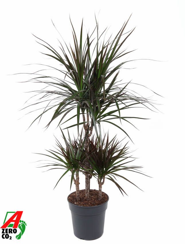 Dracaena Magenta 45-carrousel, D 21