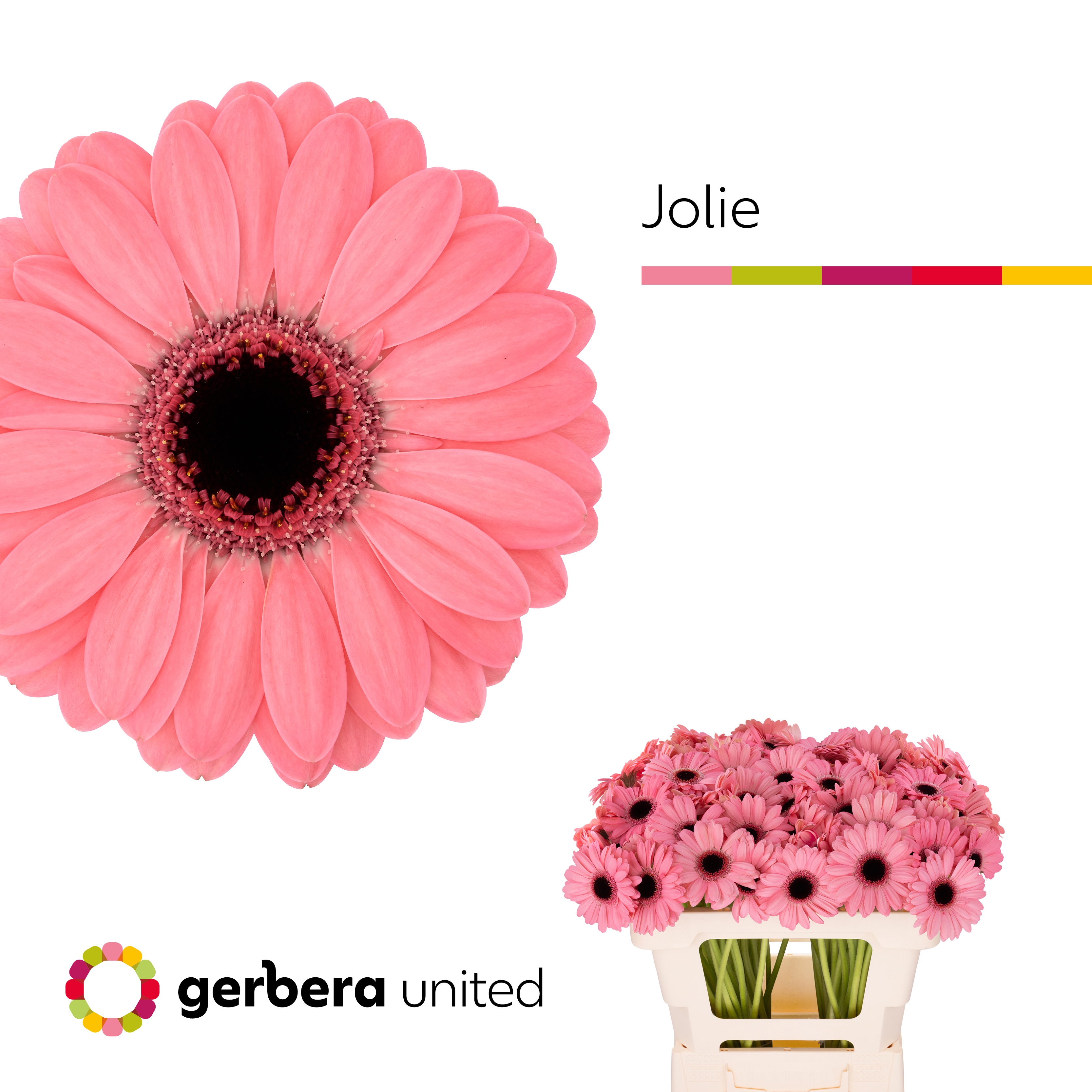 Гермини Джоли (роз.), шт. Гермини Джоли (роз.), шт.