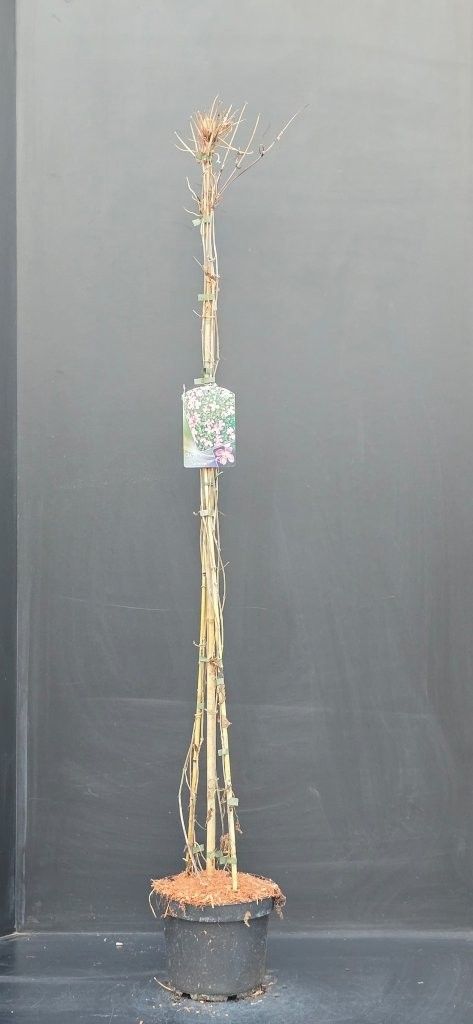 Clematis montana Tetrarose, D 23