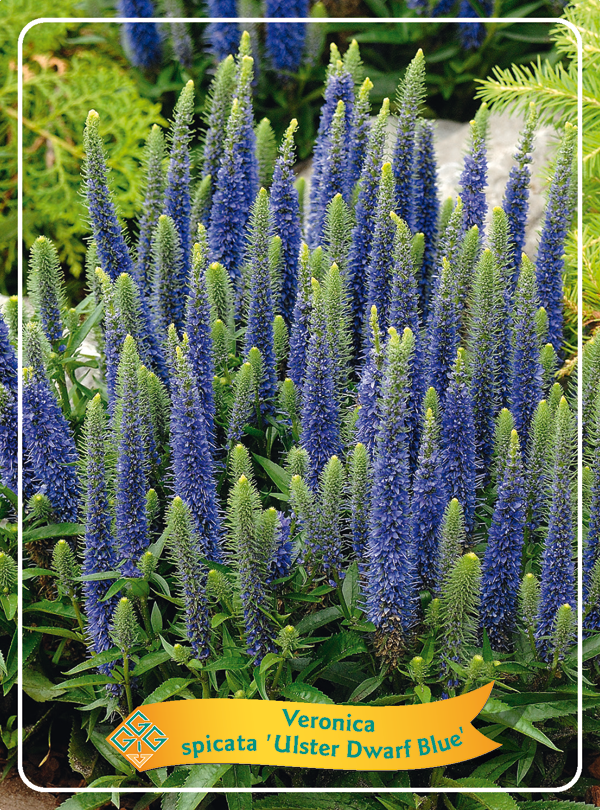 Veronica spicata 'Ulster Dwarf Blue' P11, D 11 cm