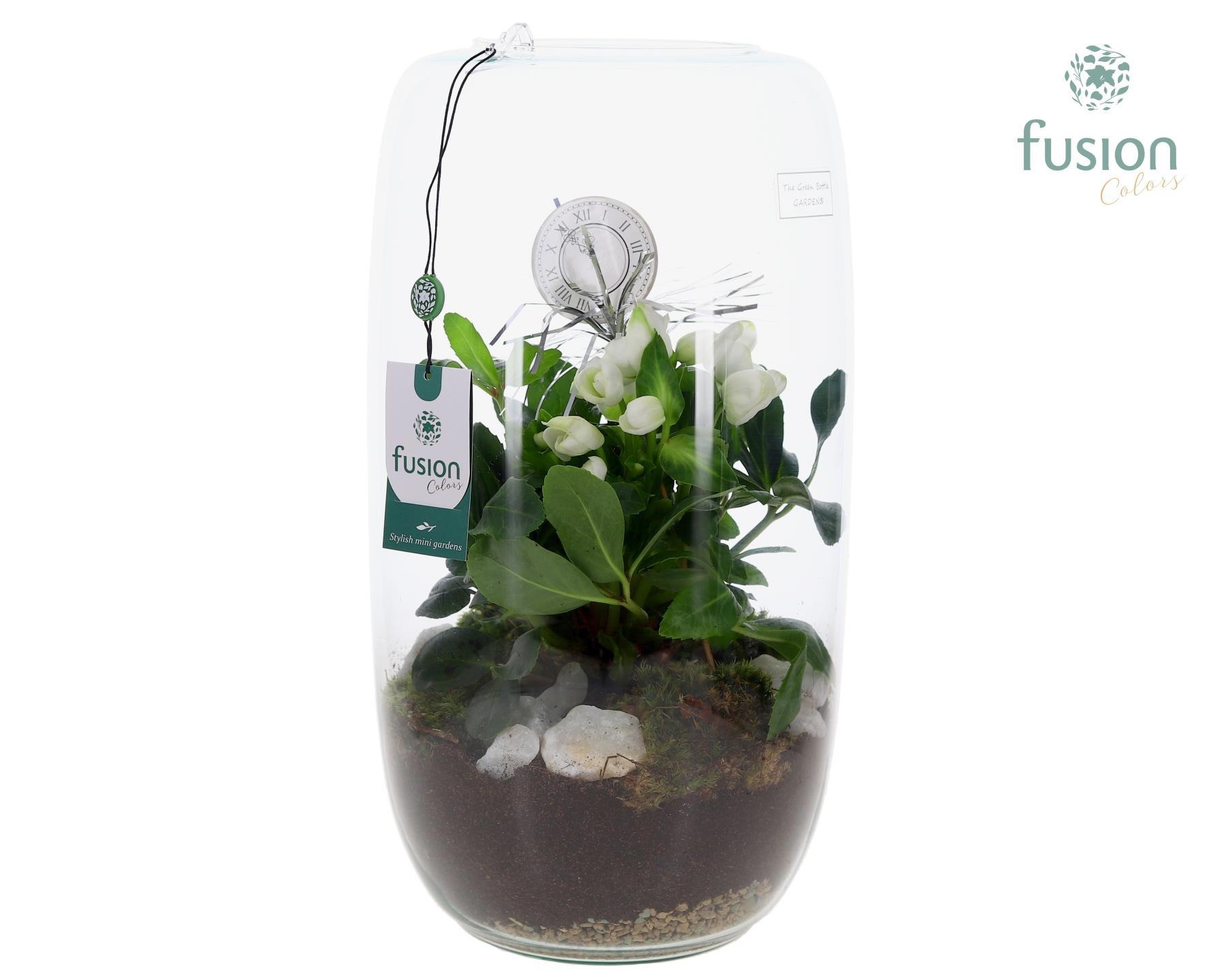 Green BottleIsabella XXLarge met Helleborus, D 23 cm