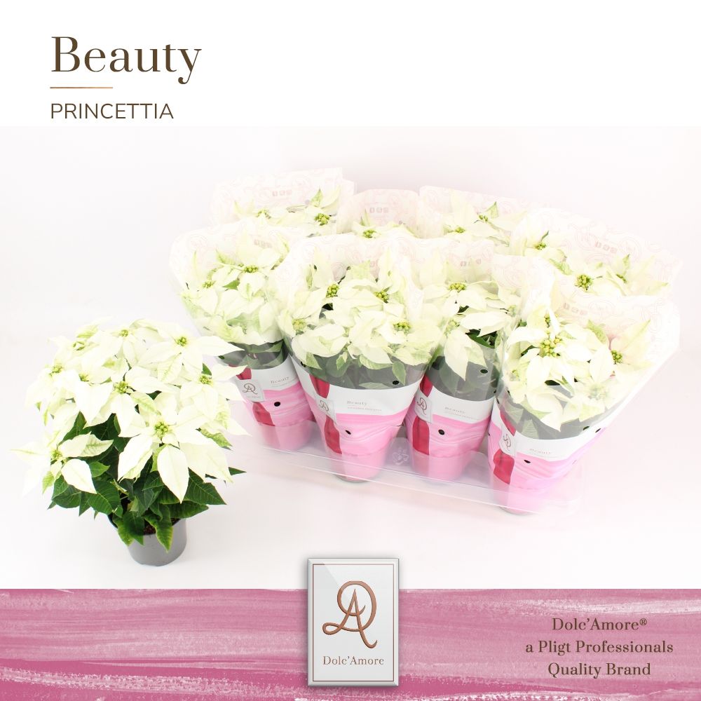 Princettia Pure White P12 Dolc'Amore®, D 12 cm