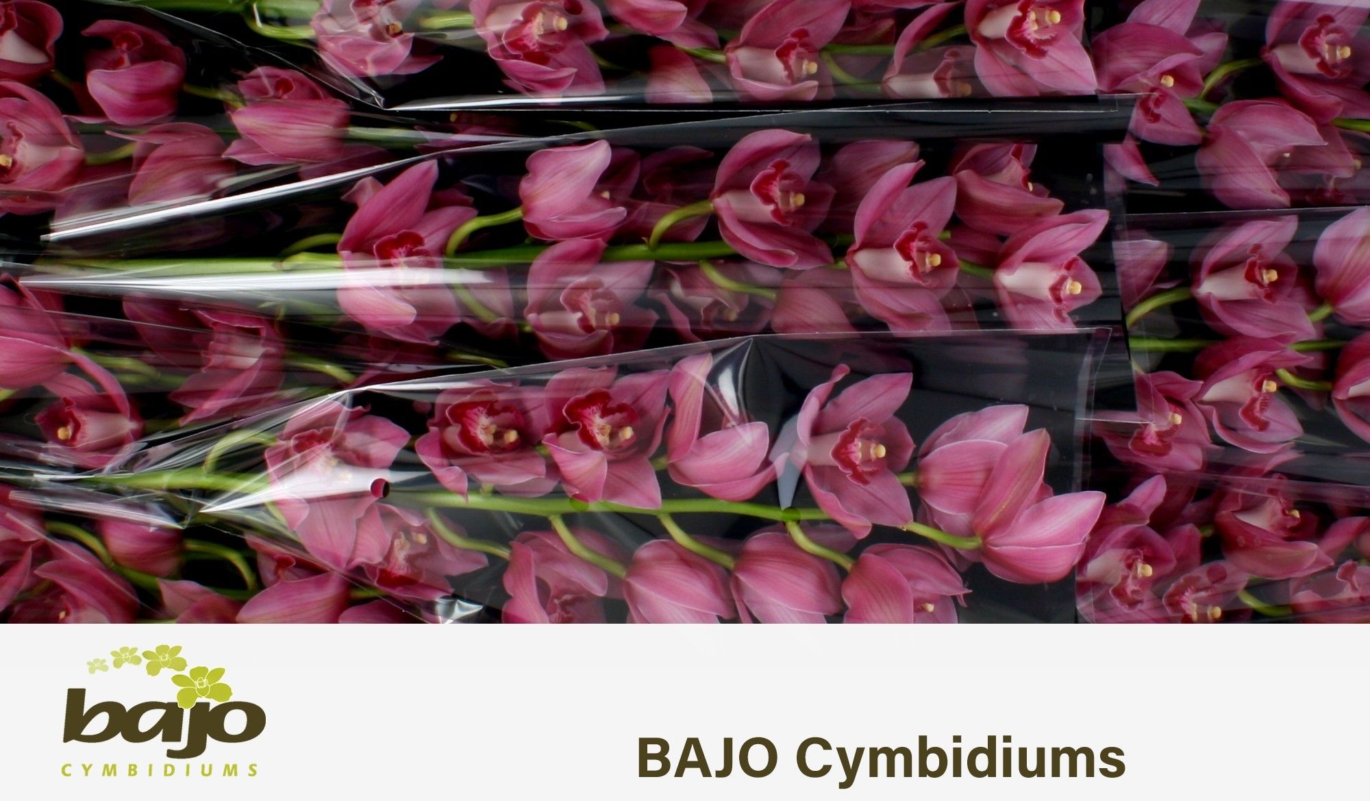 Цимбидиум Валентина x9 60, шт.