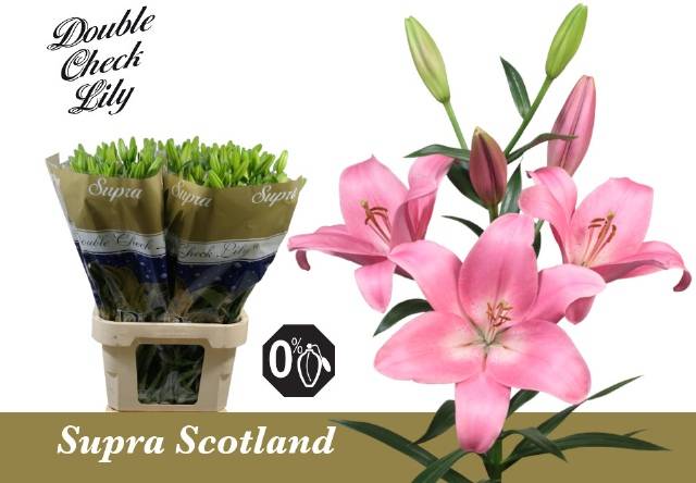 Лилия Скотланд 80, шт.
