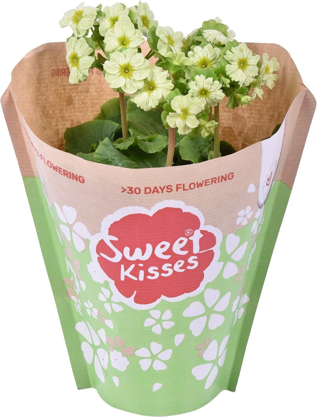 Prim. Primuse Lime in Papieren Hoes, D 12