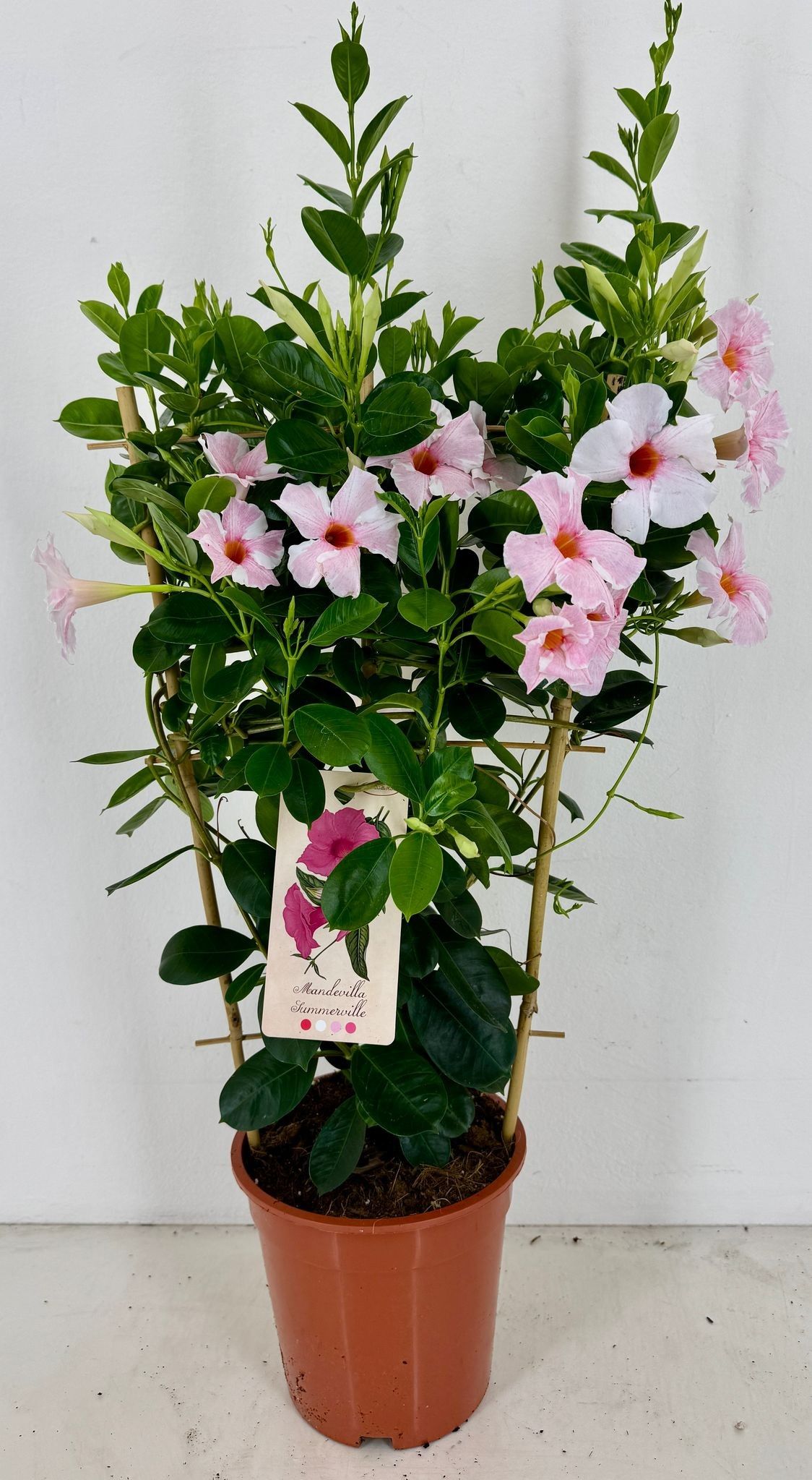 p19 Sundaville Early Cream Pink rek, D 19