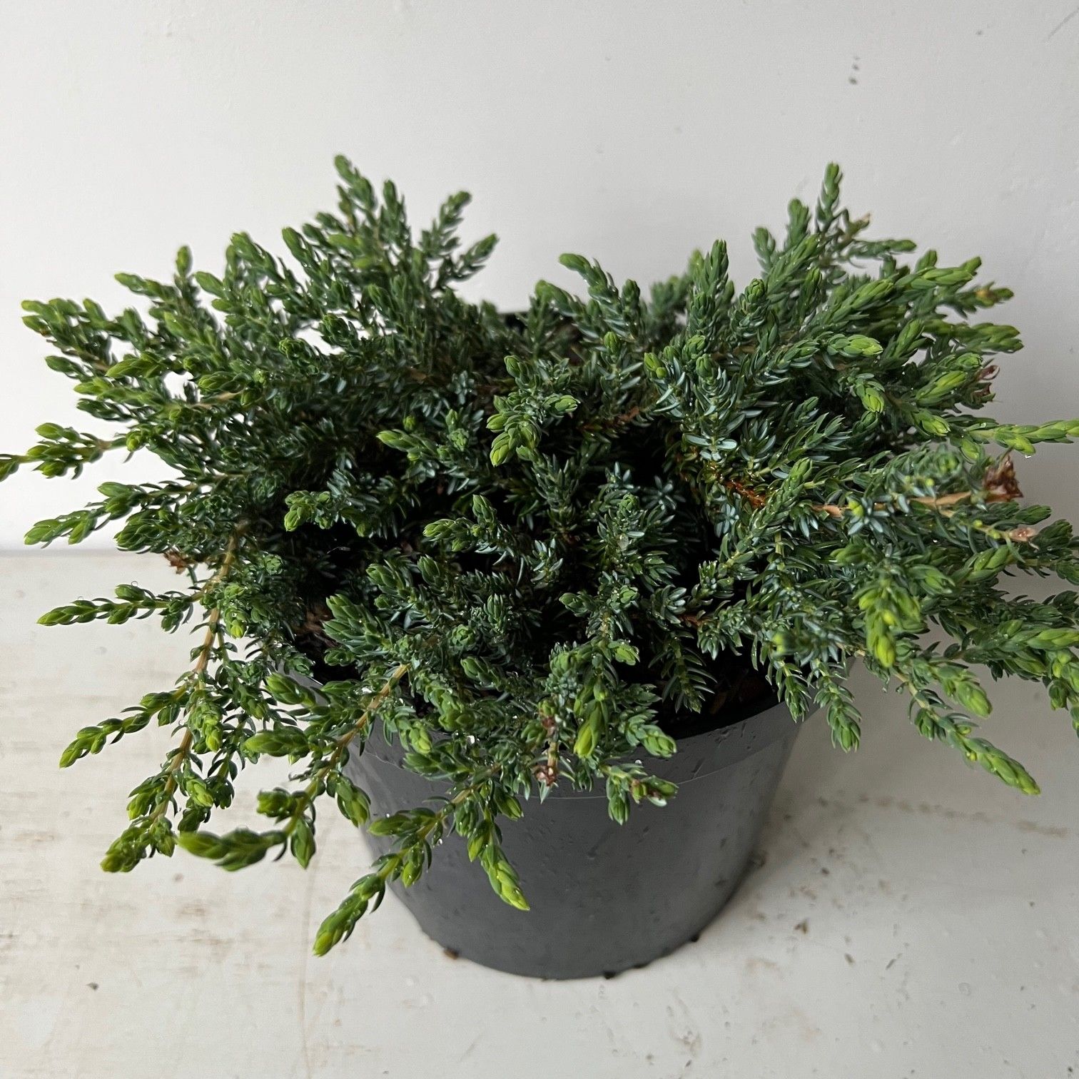 Juniperus communis 'Hibernica Prostrata', D 19