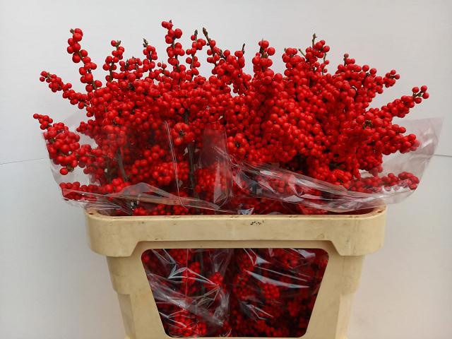 Илекс Брит Байс 80, шт.