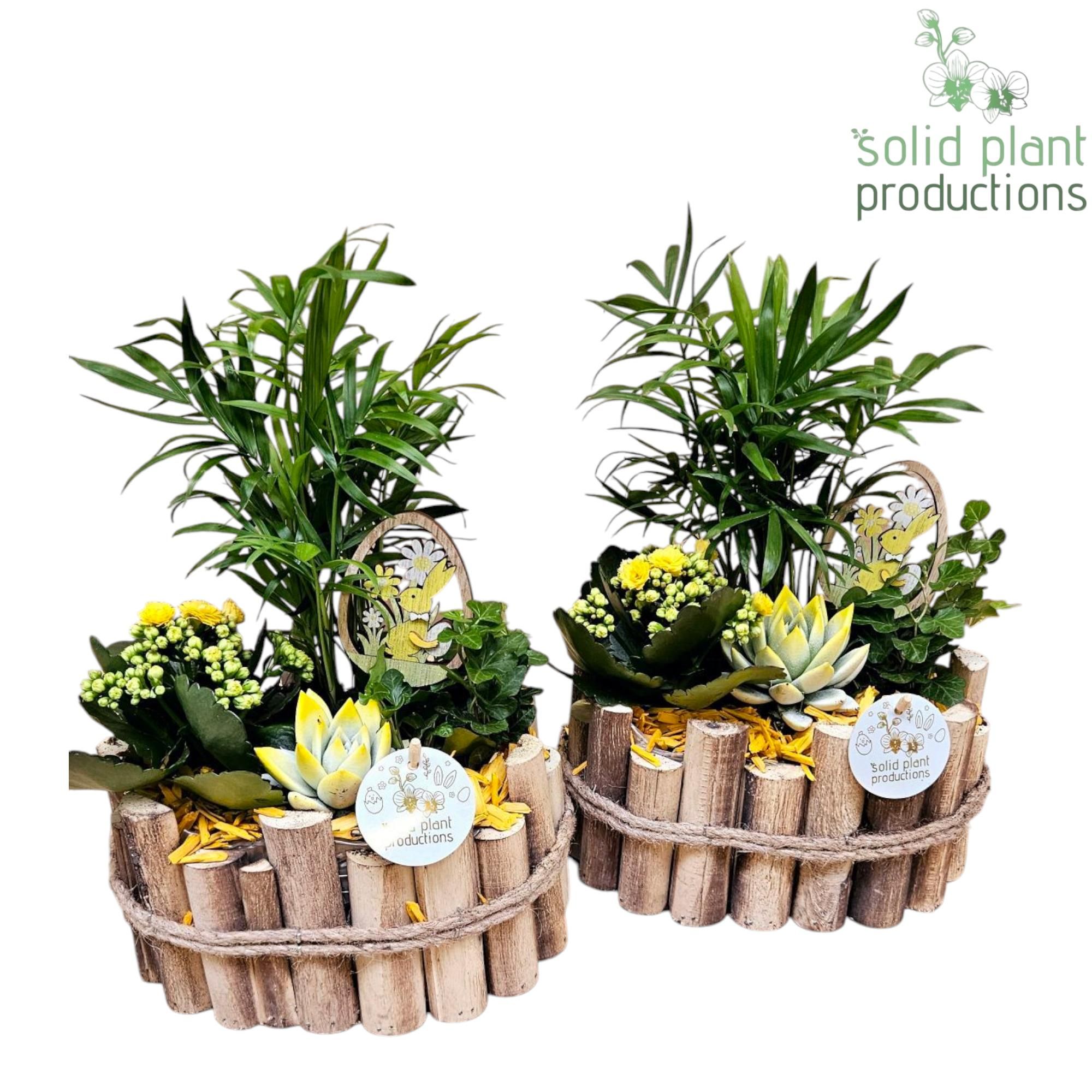 HCE003 Bologna Small Easter, D 23