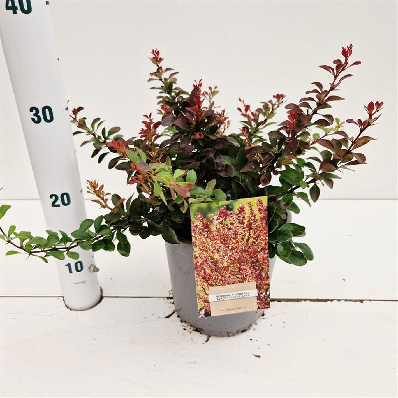 Berberis thunb. 'Atropurpurea Nana', D 17 cm