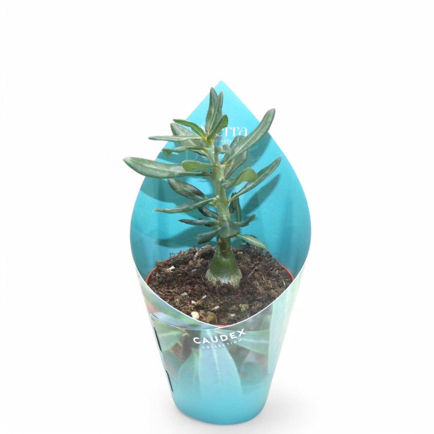 Sierra's - Pachypodium Succulentum, D 8,5