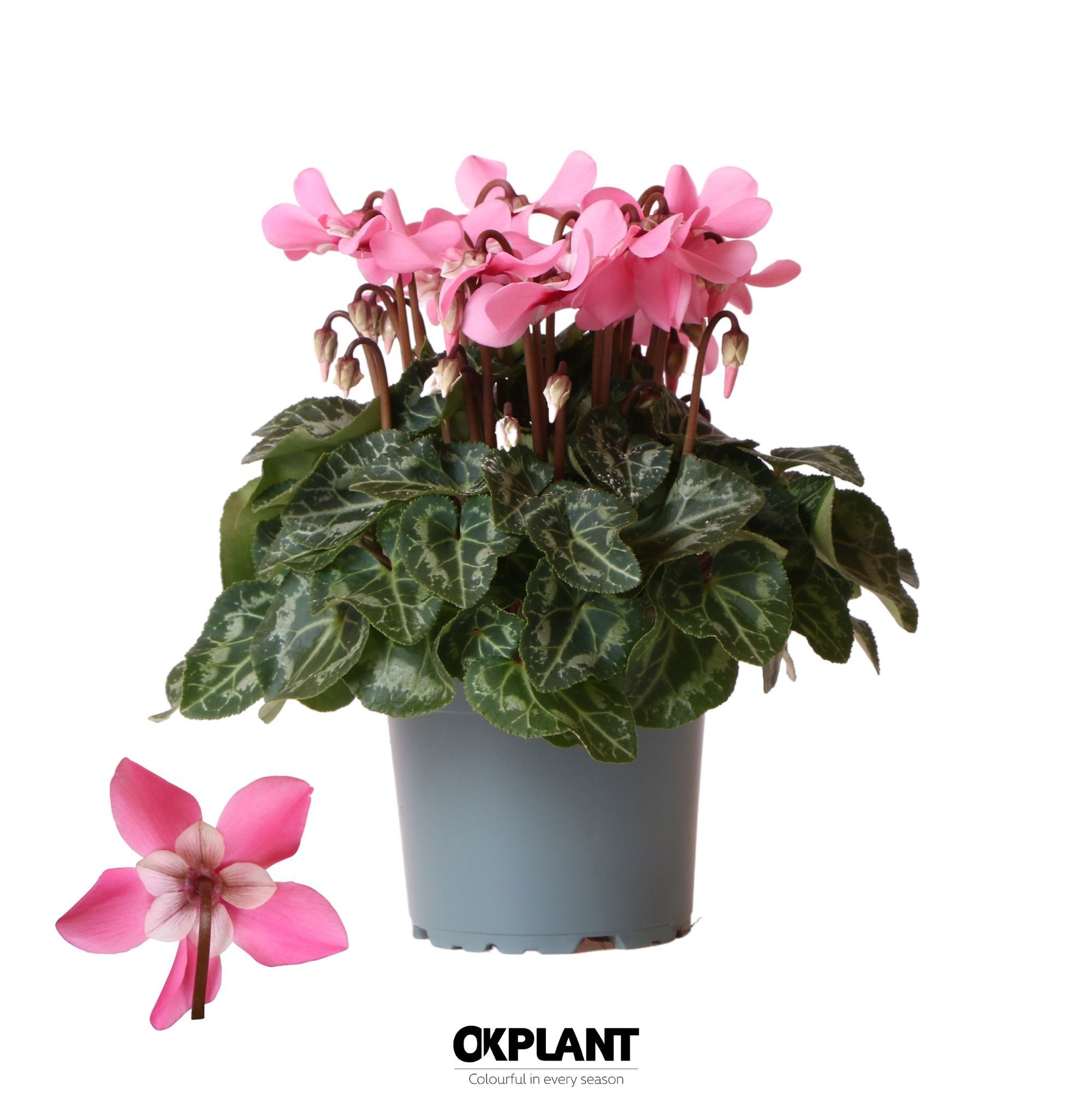 Cyclamen Djix pink, D 12