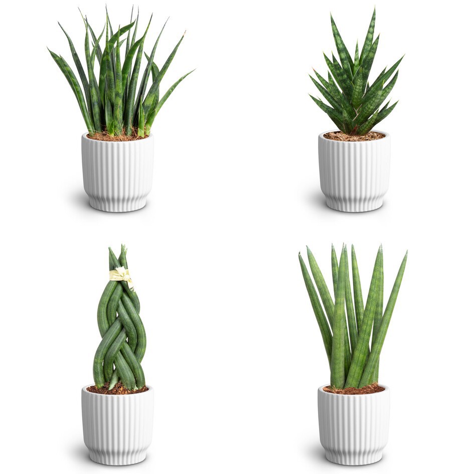 Sansevieria Mix 30680560 Nordic W, D 7
