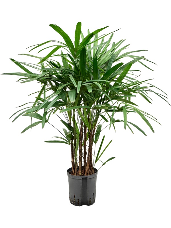 Rhapis excelsa, D 18