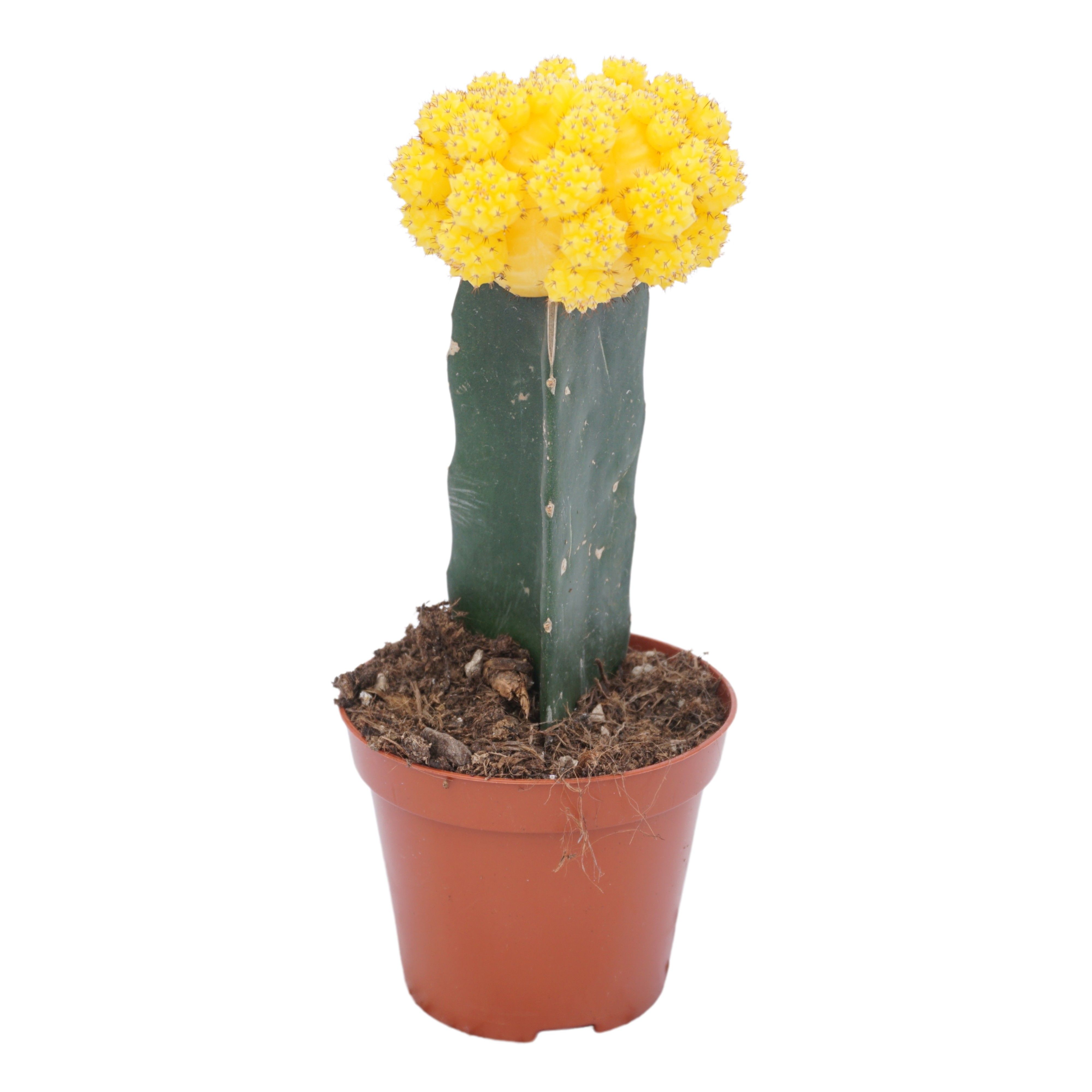 Gymnocalycium geënt geel 8,5 cm, D 8,5