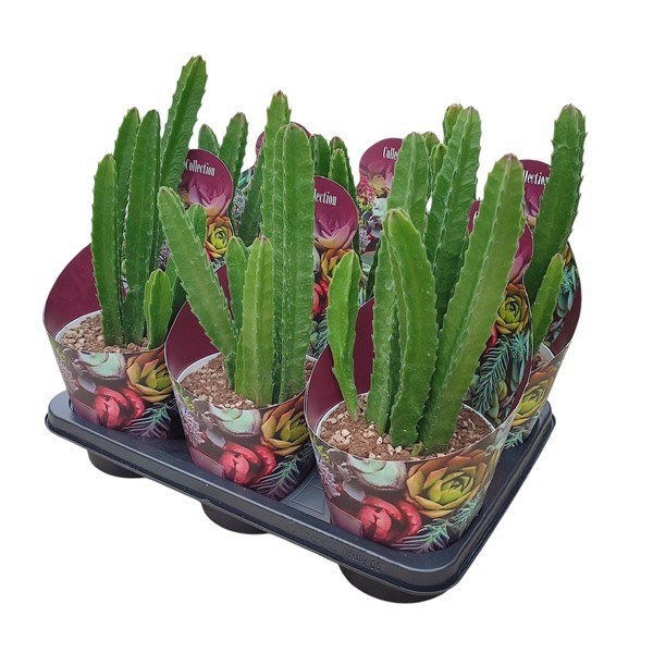 STAPELIA GIGANTEA - POT Ø 14- COLLECTION WITH POTCOVER (SUCCULENTEN), D 14 cm