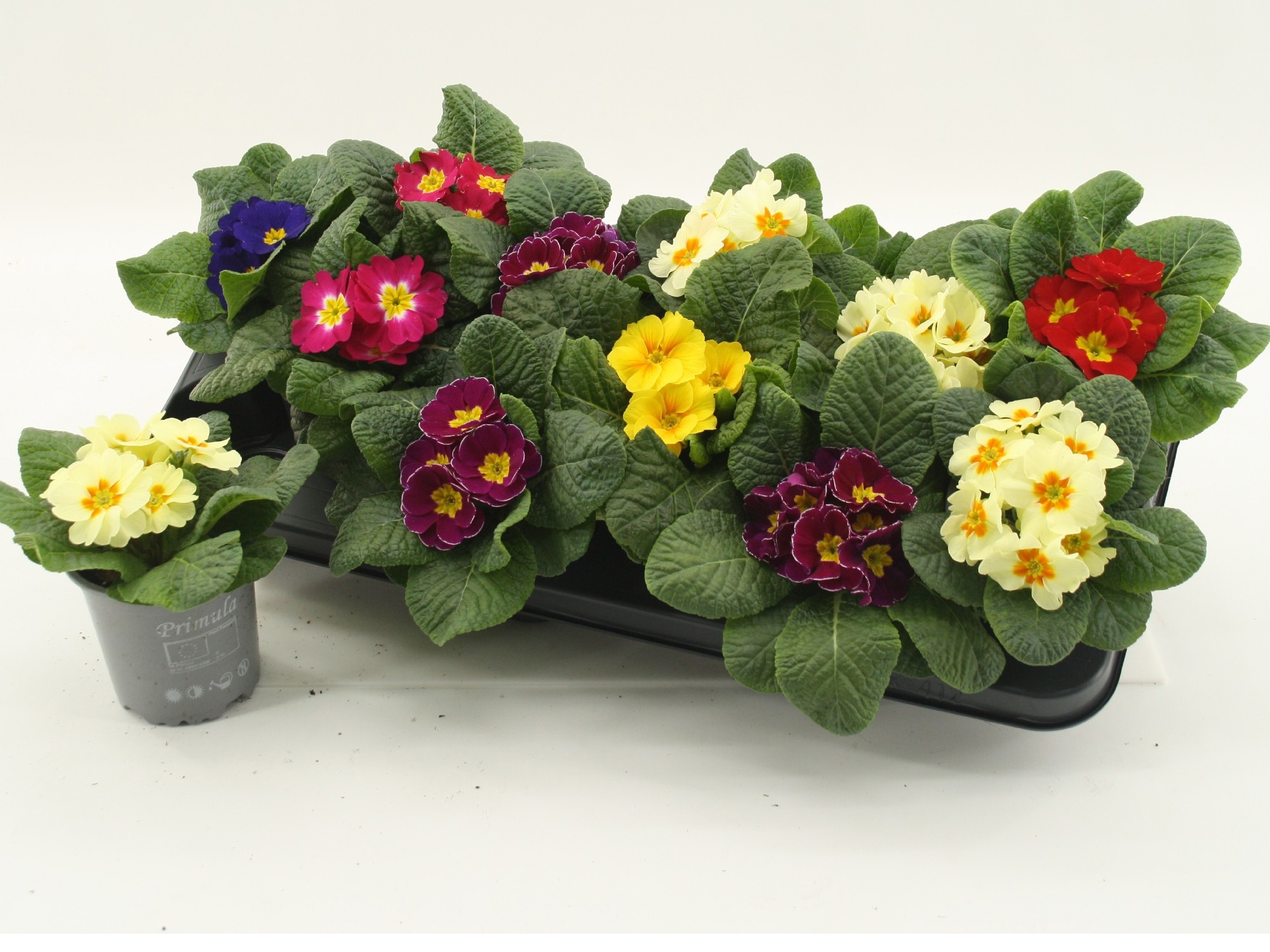 Primula Acaulis Mixtray, D 10,5