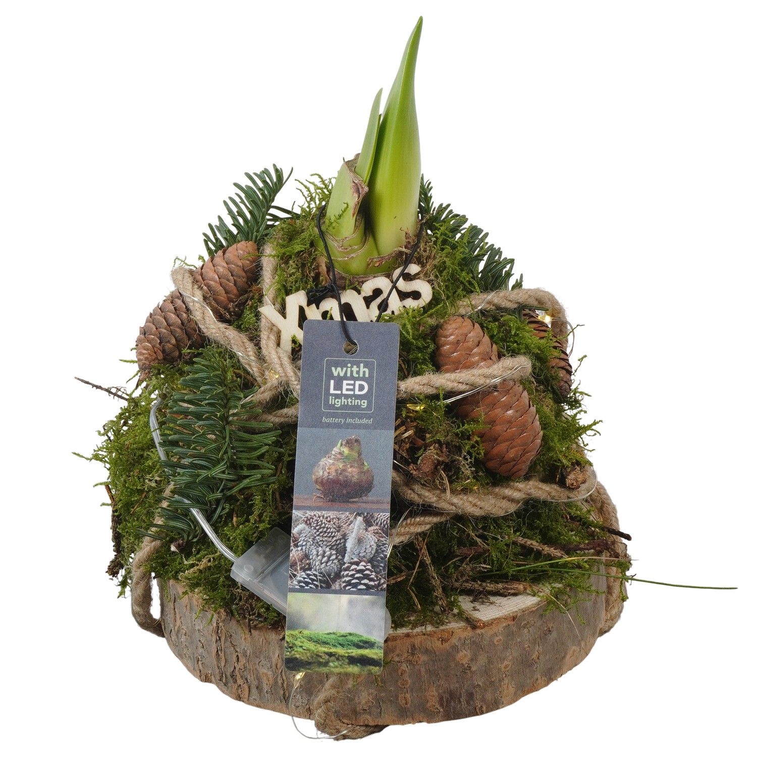 PTACH5877 Arrangement Amaryllis Christmas in mos gewikkeld met led op houten plan, D 15 cm