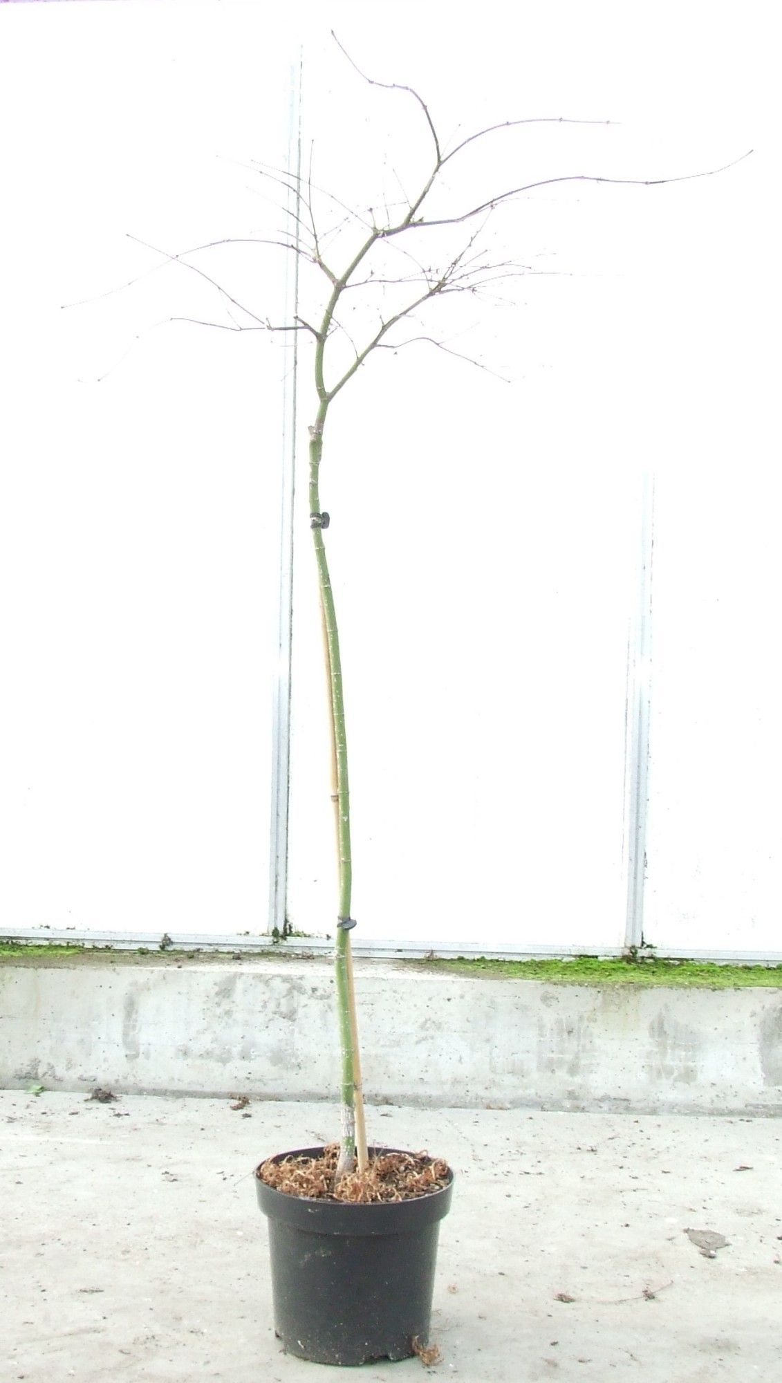 Acer palmatum 'Orangeola' Stam P26 Full CC, D 26