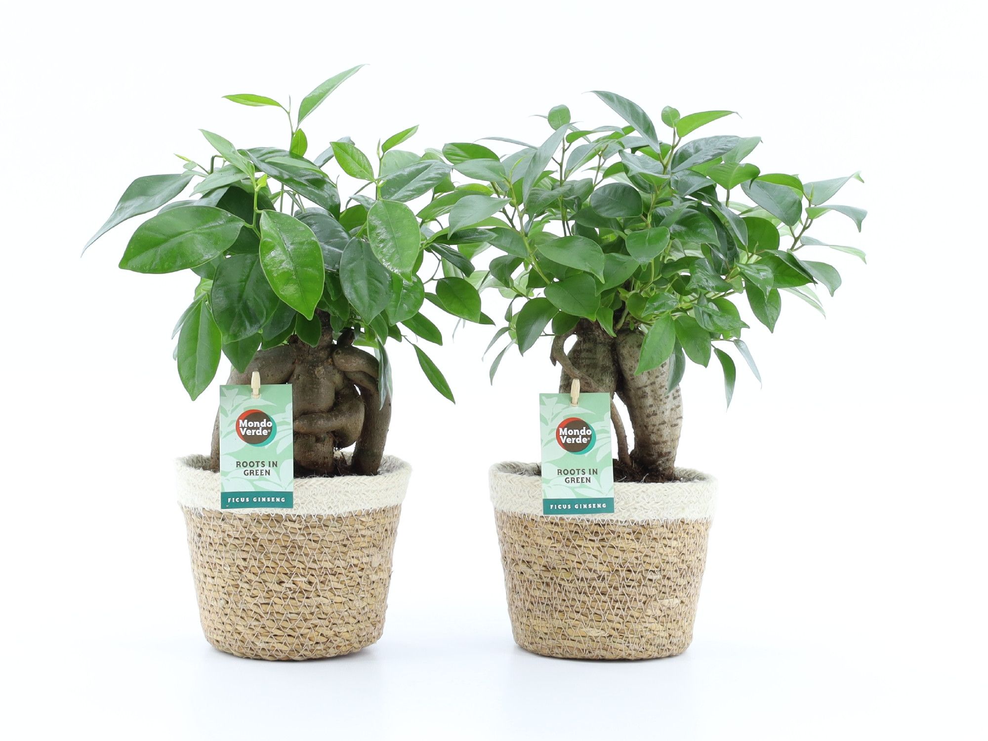 Ficus microcarpa Retusa in Noah Korb, D 14