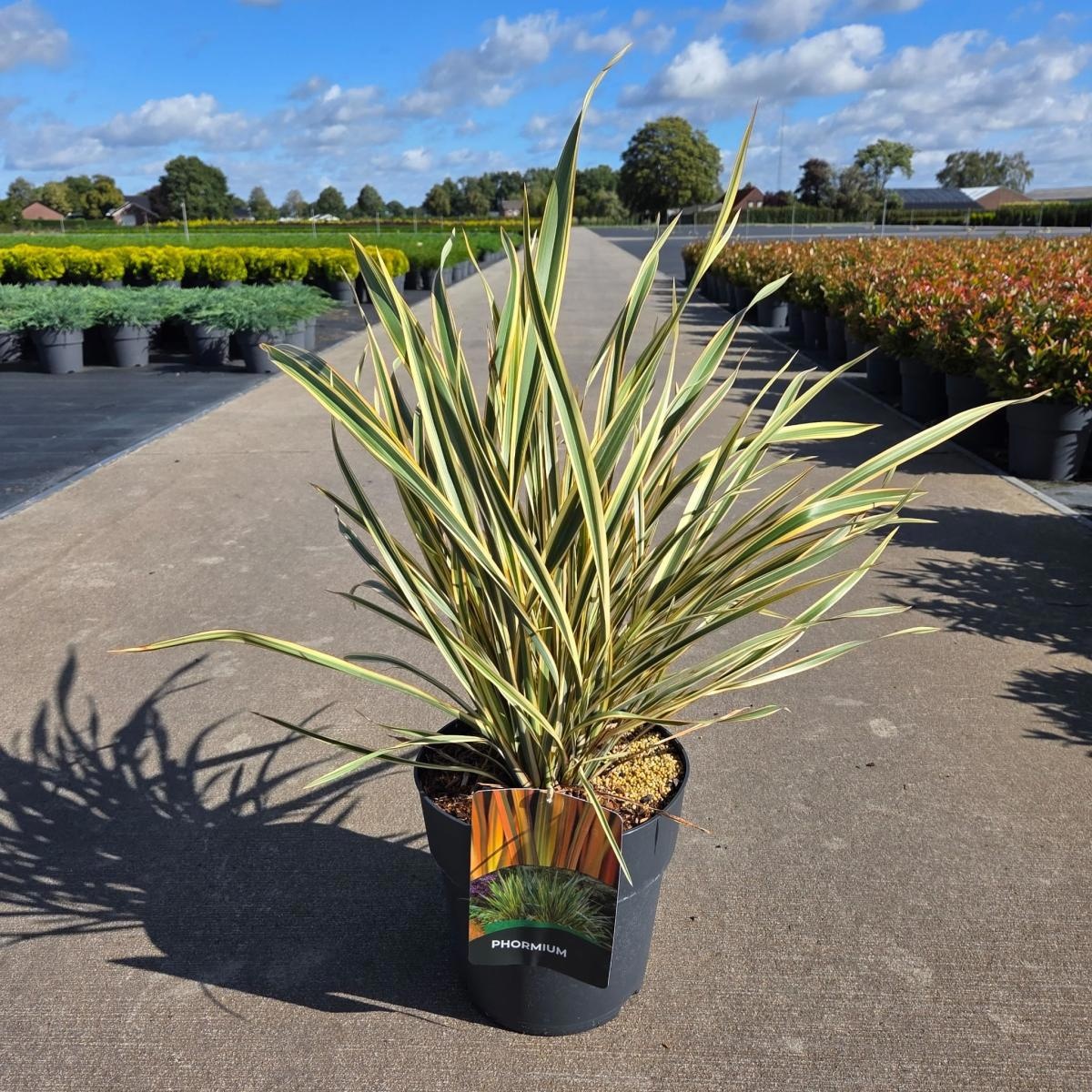 Phormium 'Golden Ray', D 29 cm