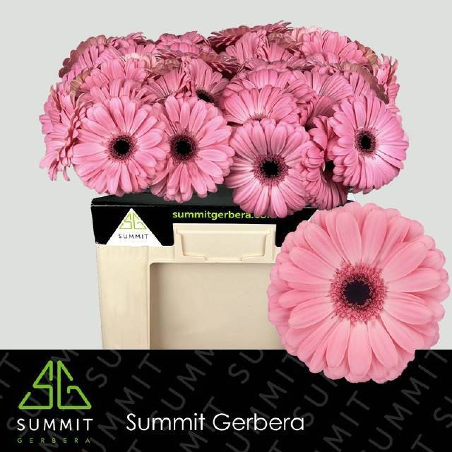 Гербера Джойрайд, шт.