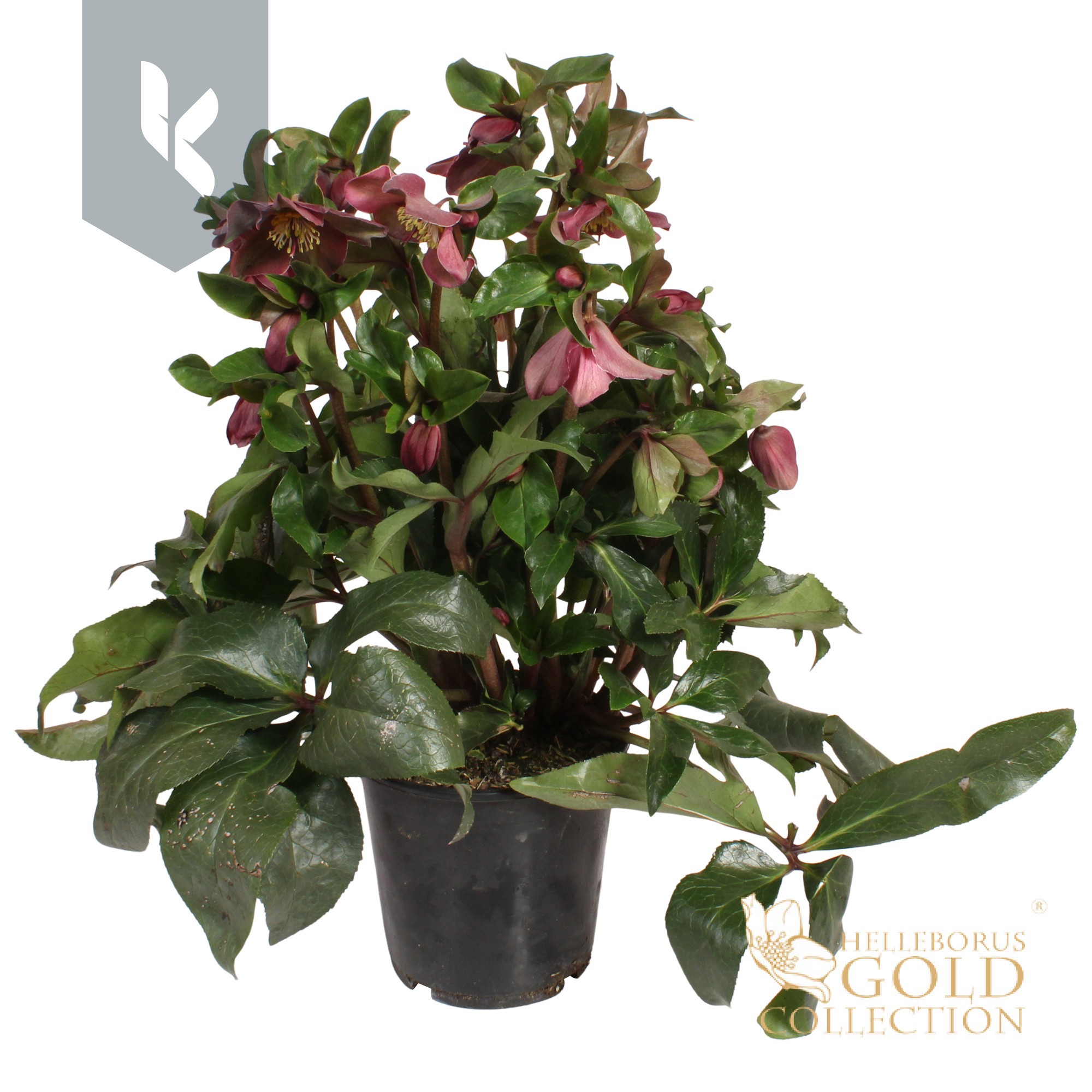 HGC Helleborus Ice N Roses Red, D 19 cm
