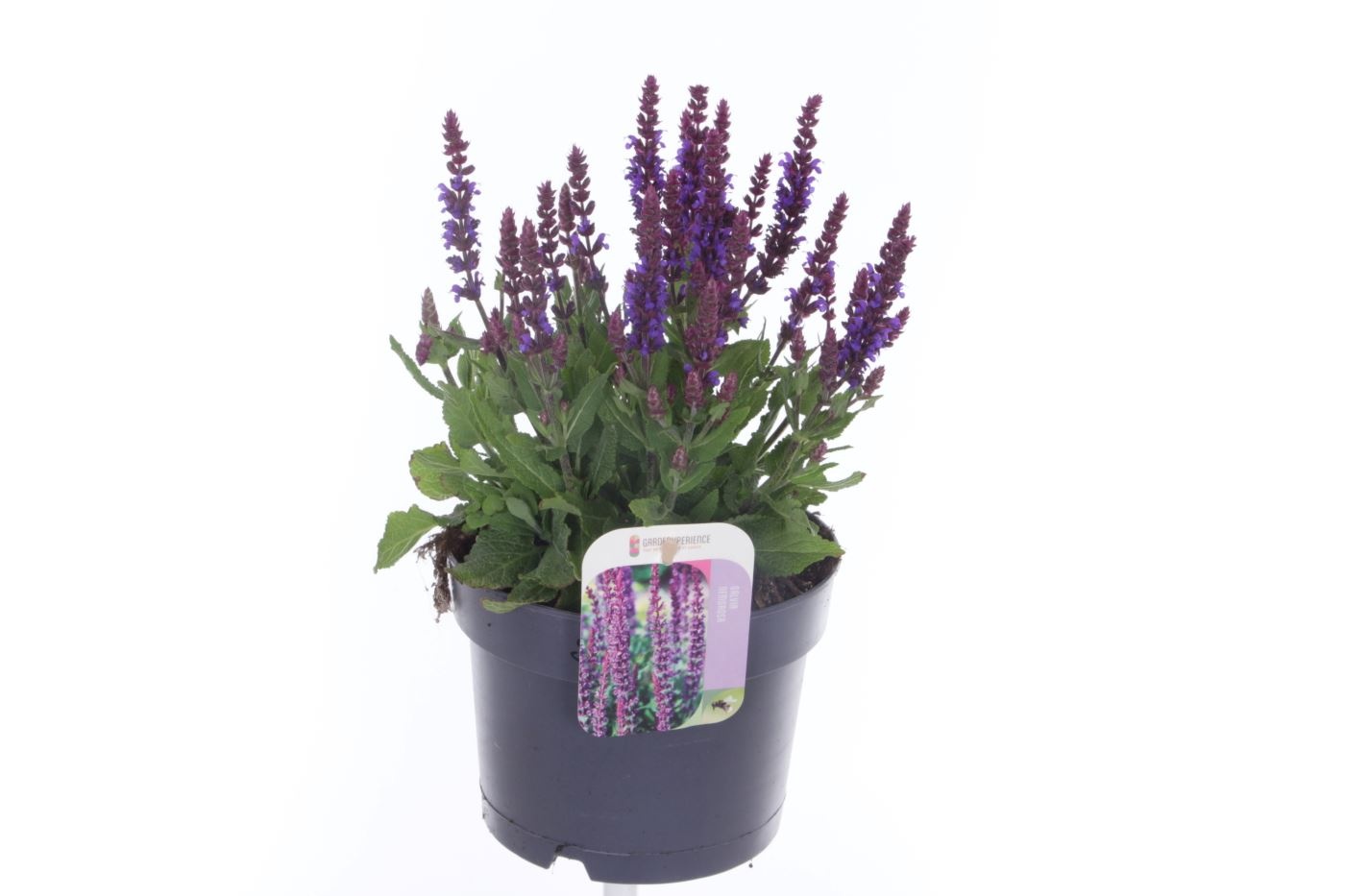 Salvia nemorosa Jersey, D 17