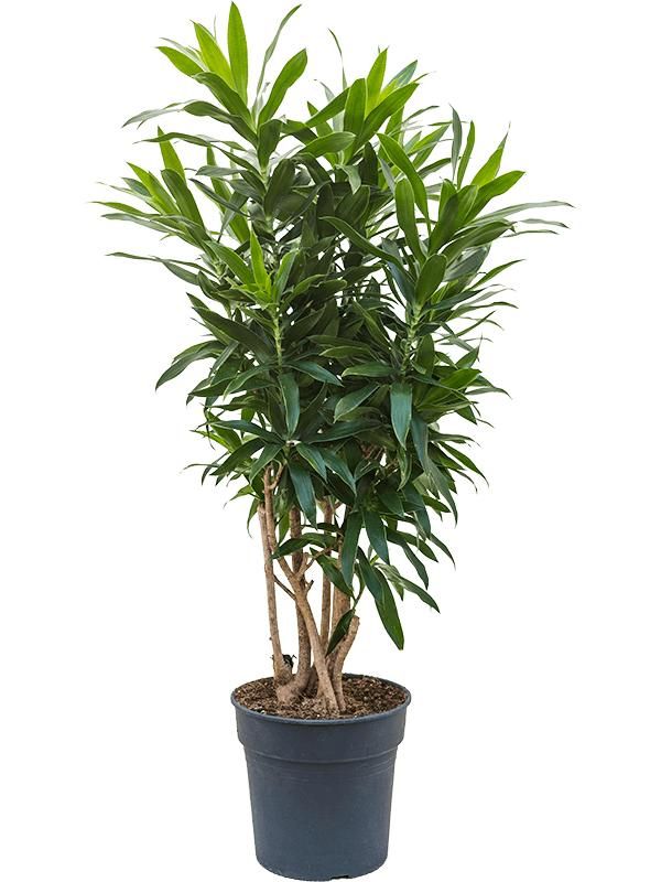 Pleomele (Dracaena) reflexa (125cm-145cm), D 30