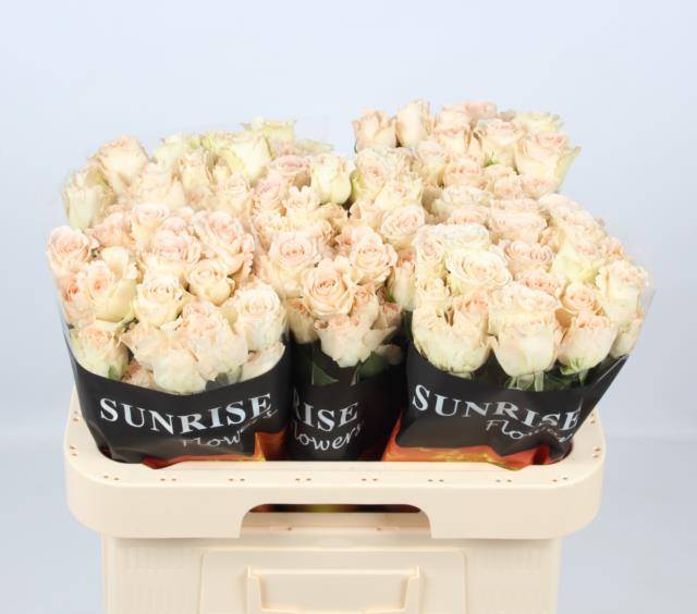 Роза куст. Кампейн Блоссомс 60, шт.