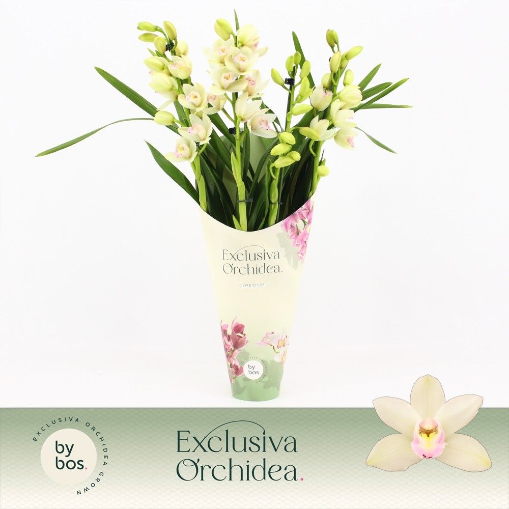 Cymbidium, Heino 4-spike 'Exclusiva Orchidea' Potcover, D 12