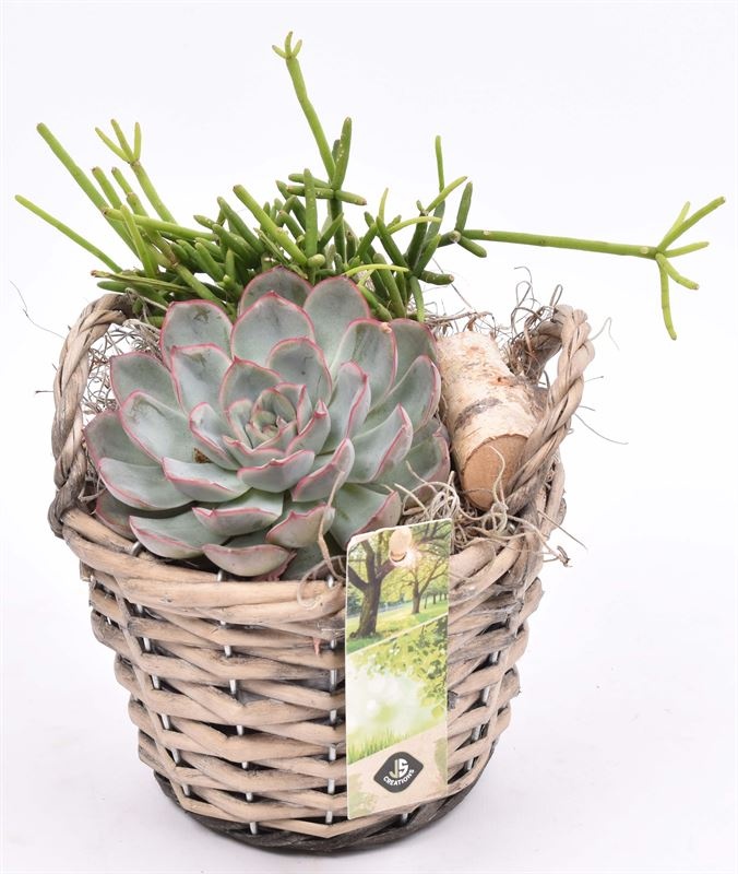 Wilg mand grijs met oor 14cm, D 14