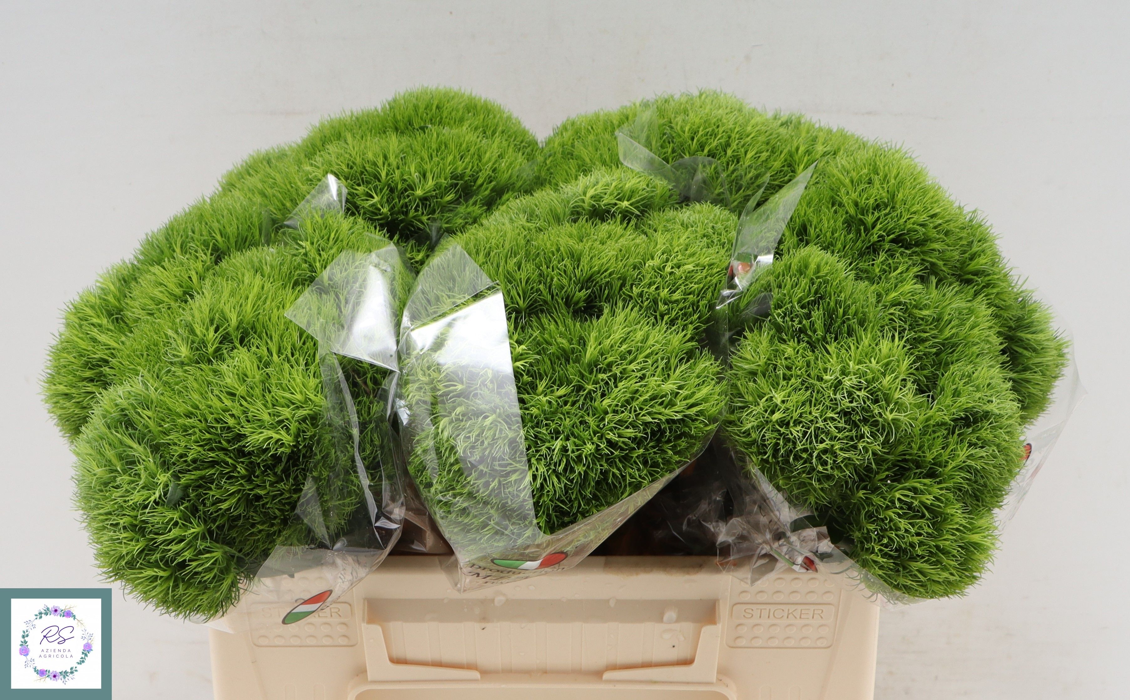 Диантус Барбатус Киви Меллоу 35, шт.