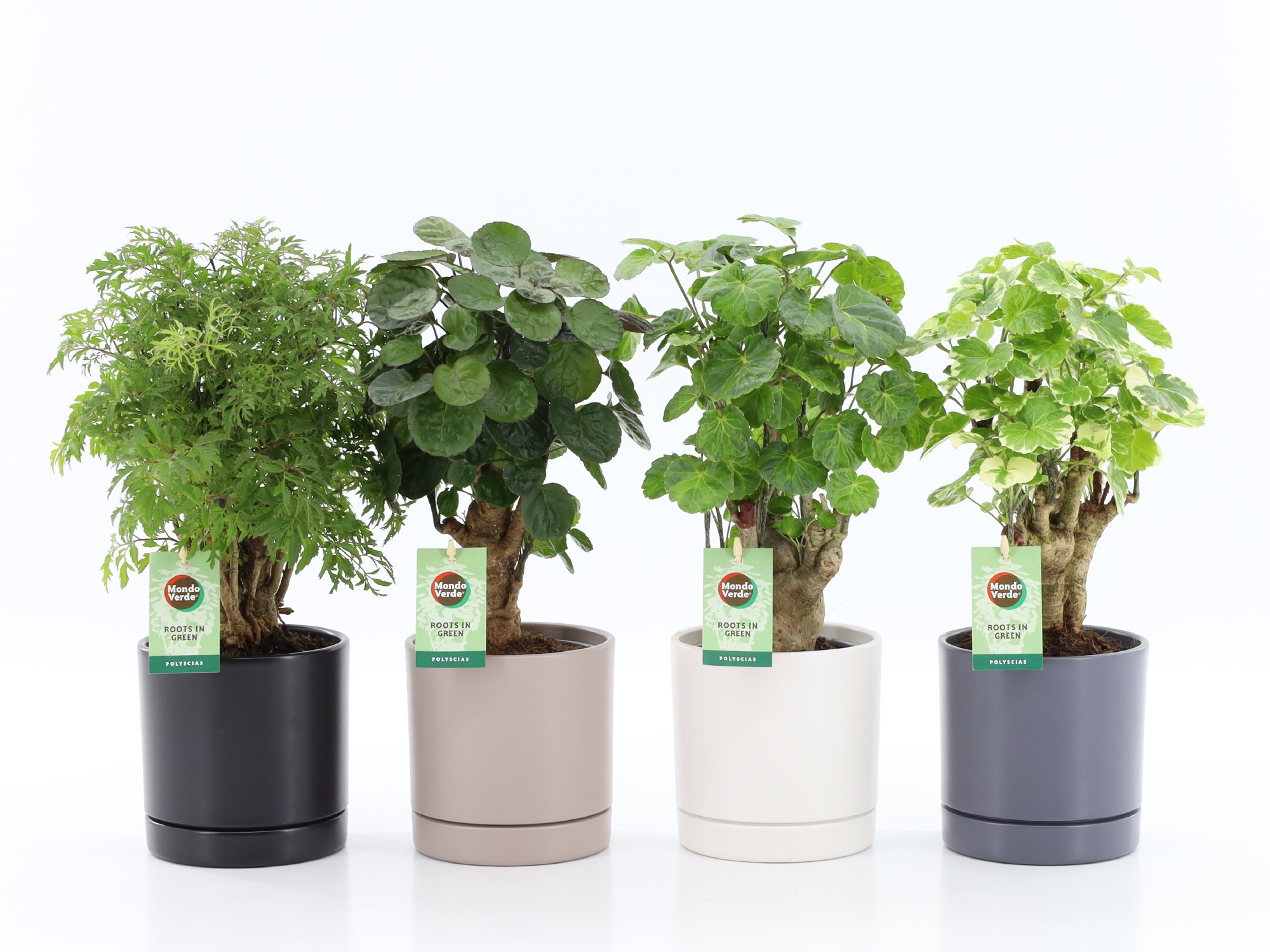 Polyscias Mix 12cm in Hainan keramiek 4 kleuren, D 13