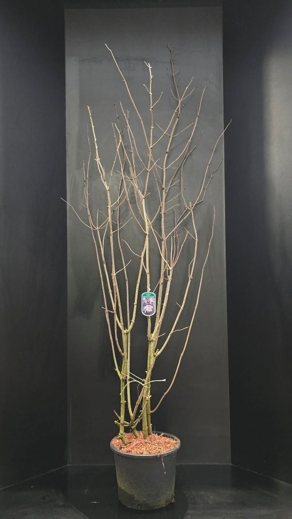 Sambucus nigra Black Beauty, D 40